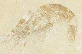 Four Cretaceous Fossil Shrimp (Carpopenaeus) - Hjoula, Lebanon #201359-5